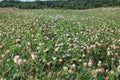 Berseem Clover Seeds – Egyptian Forage, Nitrogen Fixing Cover Crop, Trifolium alexandrinum, 100 Seeds