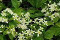Virgins Bower Clematis Seeds – Native Climbing Vine for Pollinator Gardens, Fragrant White Blooms, Clematis virginiana