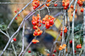American Bittersweet Seeds – Native Climbing Vine, Fall Decor, Celastrus scandens, 30 Premium Seeds