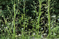Water Plantain Seeds – Native Aquatic Perennial for Ponds, Rain Gardens, Wetlands – Alisma triviale, White to Pink Flowers, 300 Seeds