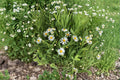 White Doll's Daisy Seeds - Boltonia Asteroides Wildflower for Pollinator Gardens, Native Perennial, Late Summer Blooms, 500 Seeds