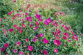Purple Poppy Mallow Seeds – Native Wildflower Groundcover for Rock Gardens, Callirhoe involucrata, Drought Tolerant, Pollinator Friendly