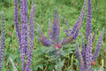 Lead Plant Seeds – Amorpha Canescens Native Prairie Perennial for Pollinator Gardens, Drought Tolerant, Purple Flower Spikes