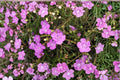 Agalinis Tenuifolia Seeds – Slender False Foxglove Pink Wildflower for Prairies, Meadows & Pollinator Gardens, Native North American Annual