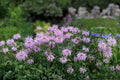 Wild Bergamot Seeds - Lavender Bee Balm, Native Pollinator Perennial, Monarda fistulosa, Drought-Tolerant, Butterfly & Bee Magnet