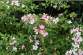 Illinois Climbing Rose Seeds – Native Prairie Rose Rosa setigera, Pollinator Friendly, Pink Blooms, Hardy Perennial for Trellises & Hedgerows