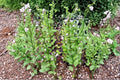 Lobelia Inflata Seeds – Indian Tobacco Native Wildflower, Pale Violet Flowers, Inflated Seed Pods, Pollinator Friendly, 500 Seeds