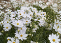 Cosmos Purity Seeds – 100 White Annual Flower Seeds for Summer Garden, Pollinator-Friendly, Cut Flowers, Cosmos bipinnatus