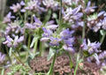 Pagoda Penstemon Seeds – 50 Native Wildflower Seeds, Lavender Blue Tubular Blooms, Penstemon Angustifolius, Drought Tolerant Perennial