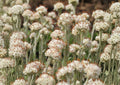 Prairie Pussytoes Seeds - Native Ground Cover, Drought Tolerant Wildflower, Antennaria neglecta, 100 Seeds