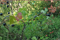 Jostaberry Cuttings Not Rooted – Ribes × nidigrolaria Hybrid Fruit Shrub for Edible Gardens