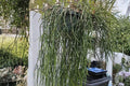 Rhipsalis baccifera ssp. baccifera Cutting Pack – Epiphytic Jungle Cactus with White Blooms, Trailing, Indoor & Hanging Plant