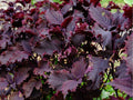 Red Aka Shiso Seeds – 100 Count, Japanese Herb, Perilla frutescens, Edible Garnish & Pickling Herb