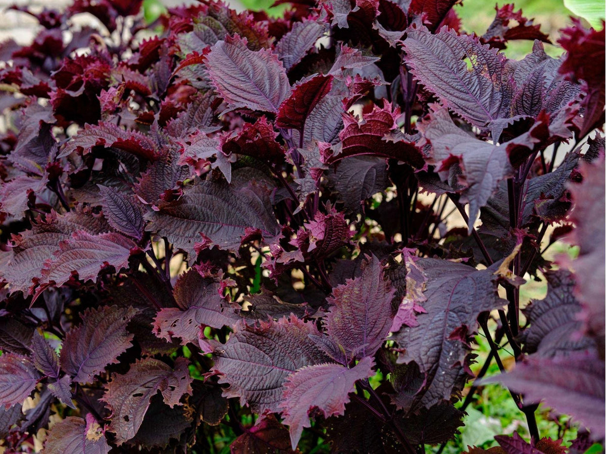 Red Aka Shiso Seeds – 100 Count, Japanese Herb, Perilla frutescens, Edible Garnish & Pickling Herb