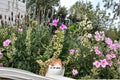 Variegated Compact Geranium Cuttings – 3 Live Pelargonium Plants for Containers & Borders