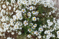 Heath Aster Seeds – Native White Wildflower, Pollinator Friendly Perennial, Symphyotrichum pilosum, Daisy-Like Blooms, Late Season Nectar