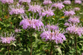 Wild Bergamot Seeds – Native Perennial Bee Balm, Lavender Wildflower, Monarda fistulosa, 100 Pack
