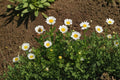 Creeping Daisy Seeds – Dwarf White Ground Cover Flower, Pollinator Friendly Chrysanthemum paludosum, Annual Garden Plant