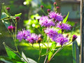 New York Ironweed Seeds – 100 Native Purple Wildflower Seeds for Fall Blooming, Vernonia noveboracensis, Perennial Pollinator Plant