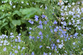 Harebells Seeds - 100 Campanula rotundifolia Blue Bellflower Wildflower Seeds for Cottage, Rock & Natural Gardens