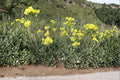 Sulfurflower Buckwheat Seeds - 100 Eriogonum umbellatum Drought-Tolerant Wildflower for Rock Gardens & Xeriscape