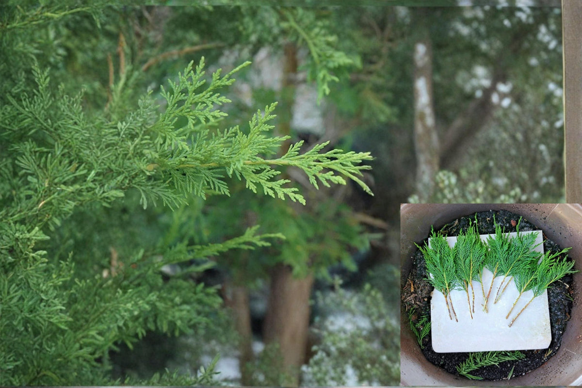 Leyland Cypress Cuttings 6-7" Unrooted Evergreen Conifer for Privacy Screen, Windbreaks, Property Borders - Cupressus × leylandii