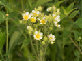 Prairie Cinquefoil Seeds – Native Wildflower – Pollinator Friendly Perennial – Potentilla arguta – 500 Seeds