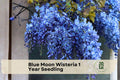 Blue Moon Wisteria Seedling – Deciduous Climbing Vine with Lavender-Blue Flowers, Wisteria macrostachya