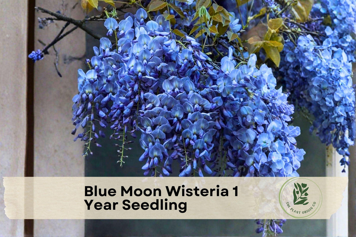 Blue Moon Wisteria Seedling – Deciduous Climbing Vine with Lavender-Blue Flowers, Wisteria macrostachya