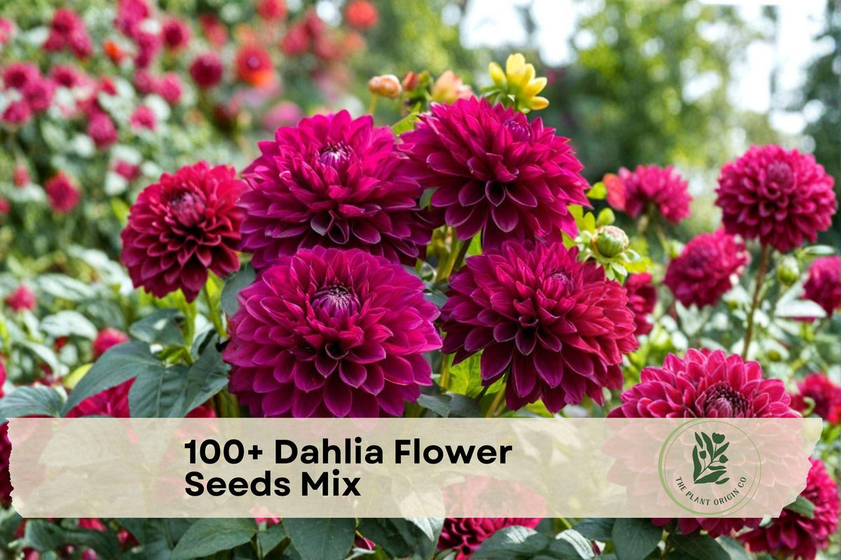 100+ Dahlia Flower Seeds – Mixed Colors, Vibrant Blooms, Garden & Container Planting, Dahlia pinnata