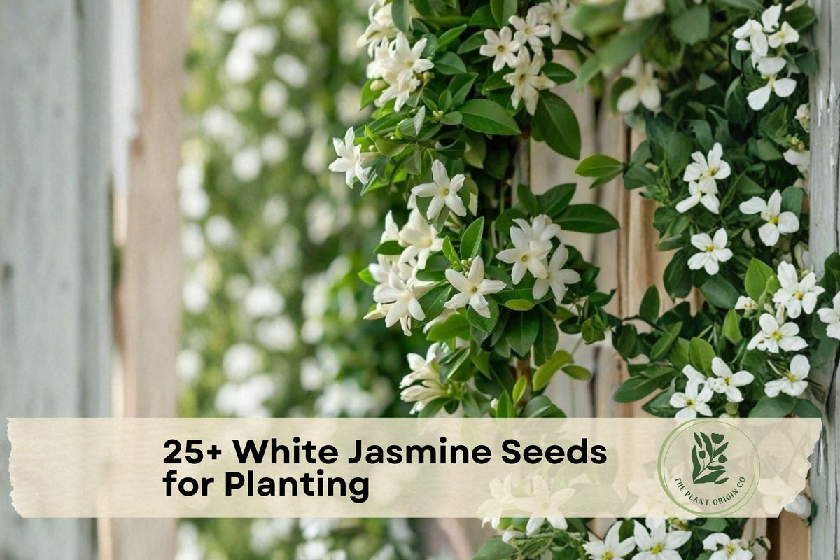 White Jasmine Seeds for Planting – Fragrant White Flowers, Flowering Vine or Shrub, Jasminum officinale