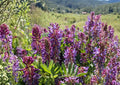 Astragalus bisulcatus Twogroove Milkvetch Seeds, Native Prairie Legume, Purple Flowers, Drought Tolerant Wildflower, Pollinator Friendly