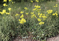 Sulfurflower Buckwheat Seeds - Native Eriogonum umbellatum, Drought Tolerant Perennial for Rock Gardens & Xeriscapes, Pollinator Friendly