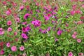 Shanin Wild Petunia Seeds – Heirloom Purple Blooms for Cottage Gardens, Hanging Baskets, Containers, Petunia violacea, 100 Seeds
