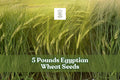 Egyptian Wheat Seeds 1 lb – Tall Sorghum bicolor for Wildlife Cover, Privacy Screen & Cover Crop