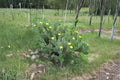Opuntia Cacanapa ‘Ellisiana’ Spineless Prickly Pear Cactus Cuttings – Drought Tolerant, Ornamental, Full Sun, Well-Draining Soil