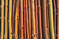 Orange Basket Willow Cuttings – Unrooted Hardwood Salix sp., 10-12 Inches, Fast-Growing Deciduous Shrub for Basketry & Landscaping