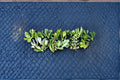 Jade Succulent Cuttings 20+ Mixed Varieties, Unrooted Crassula spp., Drought Tolerant Indoor & Outdoor Plant Collection