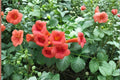 Red Trumpet Vine Live Cuttings - Climbing Perennial Campsis radicans with Red Flowers, Fast-Growing, Pollinator-Friendly