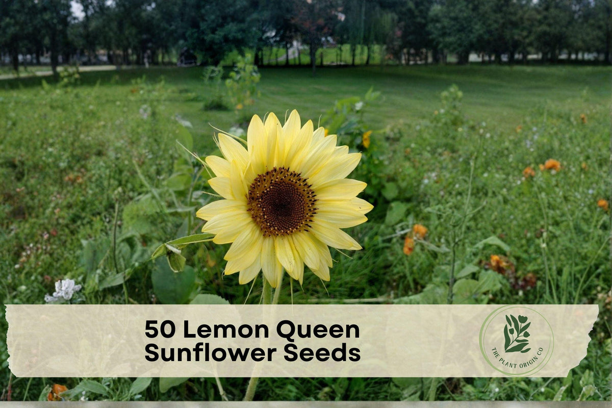 Lemon Queen Sunflower Seeds – Helianthus annuus, Bright Lemon Yellow Blooms, Pollinator-Friendly, Fast-Growing Annual Seeds