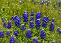 Texas Bluebonnet Seeds – 50 Native Wildflower Seeds for Spring Blooms – Grow Lupinus texensis for Vibrant Blue Flowers