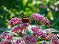 Eutrochium Fistulosum Seeds – 100 Hollow Joe Pye Weed Native Perennial Wildflower – Pink Mauve Pollinator Plant