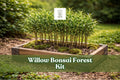 Willow Bonsai Forest Kit – 15 Cuttings, 8-Inch Pot, Salix Species, Deciduous Tree for Miniature Garden and Patio Display