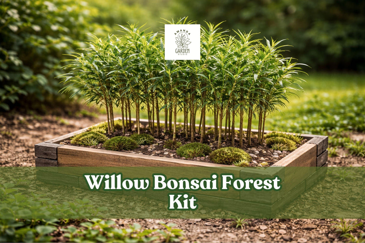 Willow Bonsai Forest Kit – 15 Cuttings, 8-Inch Pot, Salix Species, Deciduous Tree for Miniature Garden and Patio Display