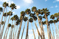 California Fan Palm Seeds - Washingtonia Filifera Drought Tolerant Desert Palm Tree for Landscaping
