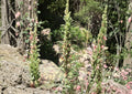 Giant Lousewort Seeds – Native Yellow Wildflower, Pollinator Plant, Pedicularis procera, Perennial, 100 Seeds