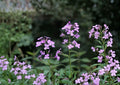 Dames Rocket Seeds – Fragrant Purple White Flowers for Cottage Garden, Hesperis matronalis, Pollinator Friendly, Easy to Grow