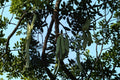 Chinese Honeylocust Tree Seeds - Gleditsia sinensis, Ornamental Soap Bean, Deciduous Shade Tree, Fragrant Blossoms, Seed Pods