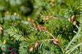 European Silver Fir Tree Seeds – Abies Alba, Cold Hardy Evergreen Conifer, Pyramidal, Silvery Needles, Reforestation, Ornamental Landscape