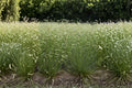 Blue Grama Grass Seeds - Drought Tolerant Native Ornamental Grass - Bouteloua gracilis, Prairie, Low Maintenance